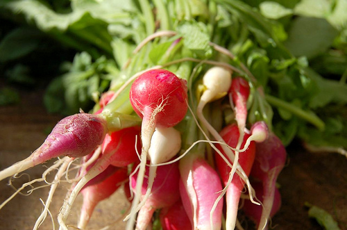 organic radishes