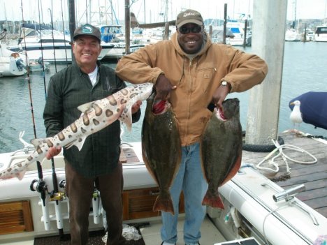 San Francisco Bay Halibut and Leopard Shark