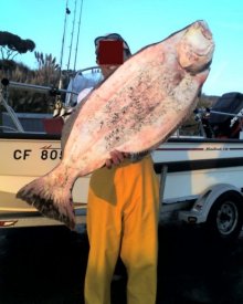 Halibut