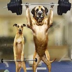 Dog-gone it, free weights work!