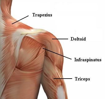 shoulder_muscles