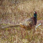 pheasant