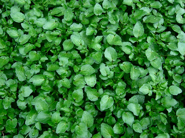 Watercress, courtesy of Wendell Smith https://flic.kr/p/esvCfS
